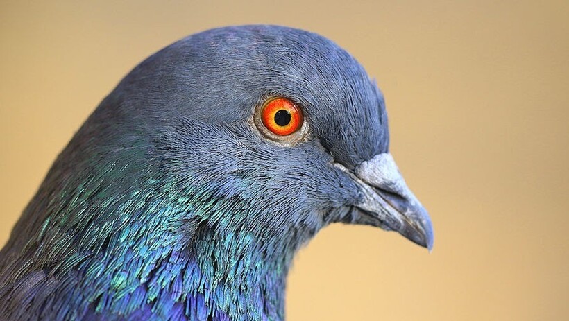 Голубь: описание повадок птицы, характер, рацион питания, виды, фото и видео