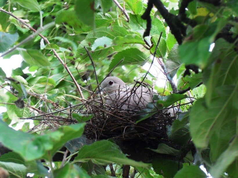 Места гнездования голубей
