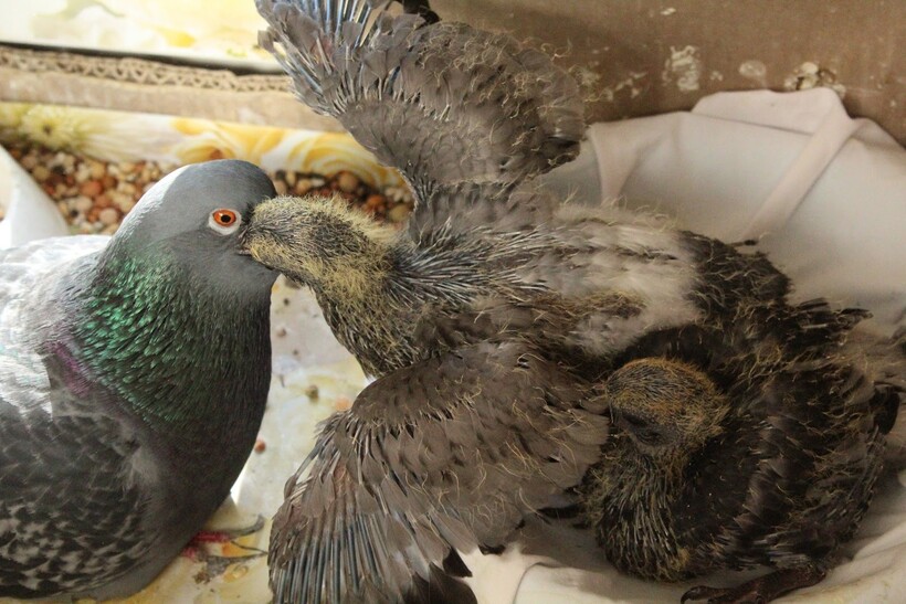 Взрослый голубь и птенцы в гнезде
