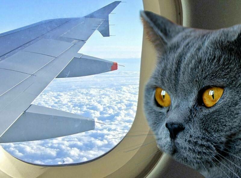 Правила перевозки животных в самолете (собак, кошек): документы