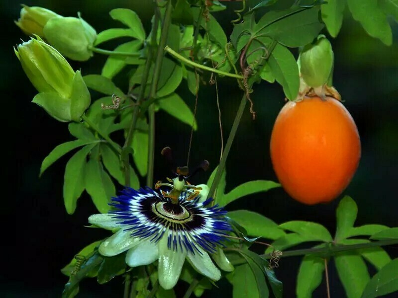 Цветок пассифлоры и плод