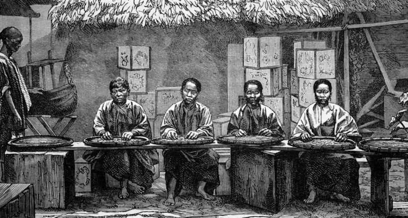 Сортировка чая после сбора урожая, Китай, гравюра 1888 года. Фото: SPL/East News Сортировка чая после сбора урожая, Китай, гравюра 1888 года. Фото: SPL/East News
