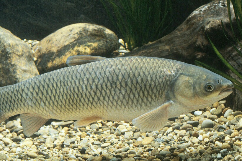 Речная рыба — белый амур