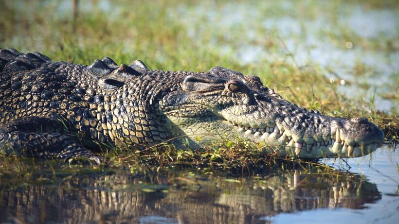 Опасный хищник — гребнистый крокодил