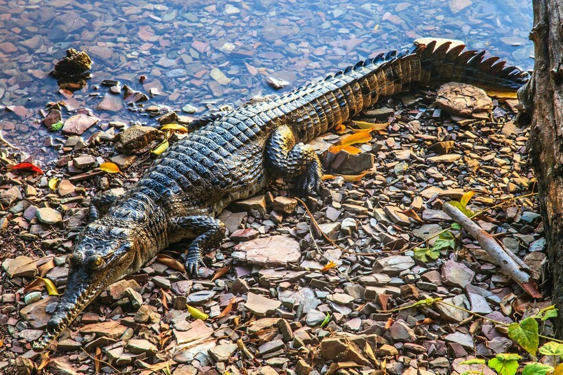 Узкорылый крокодил у водоема