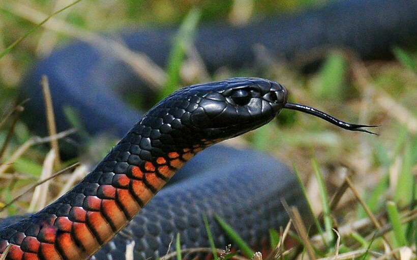 Австралийская черная змея