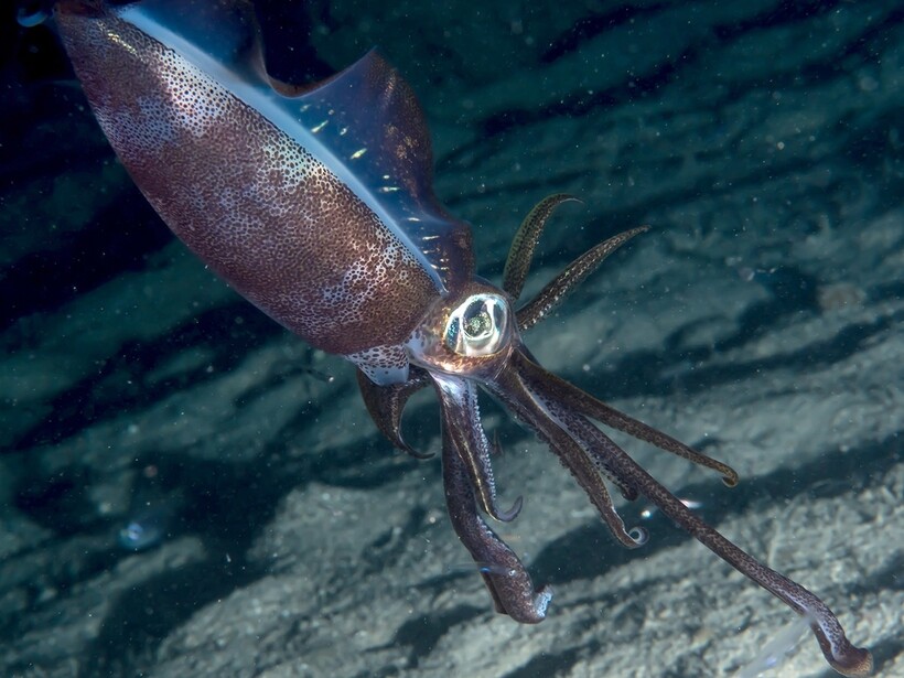 Глубоководный гигантский кальмар