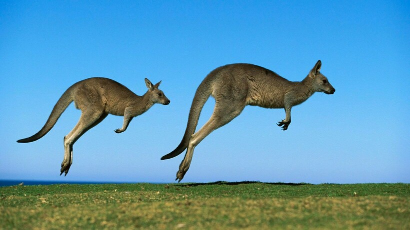 Пара кенгуру в прыжке