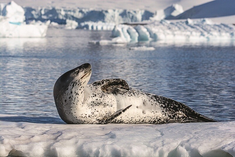 Морской леопард на льдине