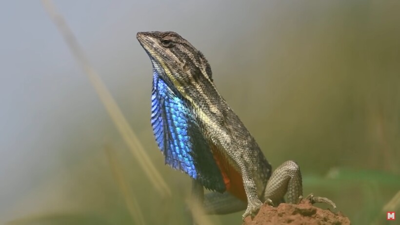 Видео: 8 уникальных животных, встретить которых — большая редкость