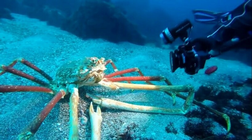 паук гигант в море 200 метров. гигантская китовая акула. гренландский кит. гиганты моря. гиганты моря.