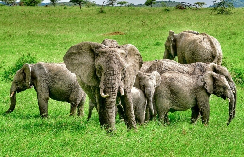 Слоны и слонята на природе