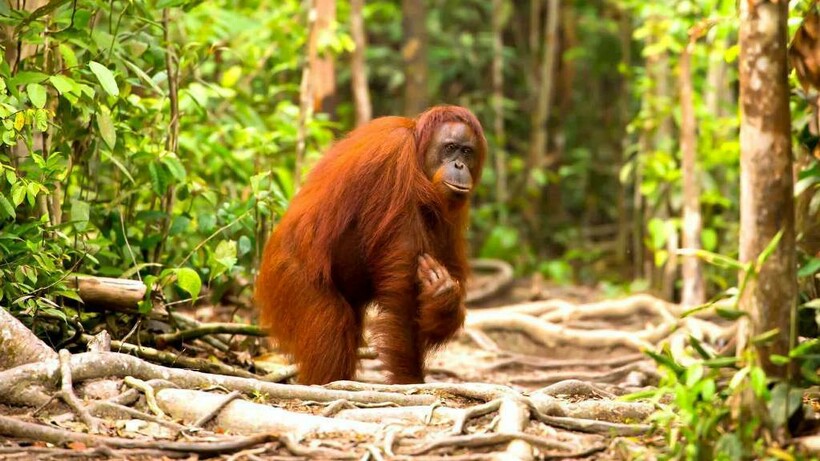 Биосферные резерваты Индонезии