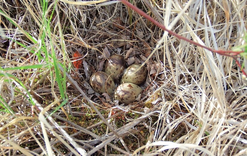Гнездо бекаса с яйцами