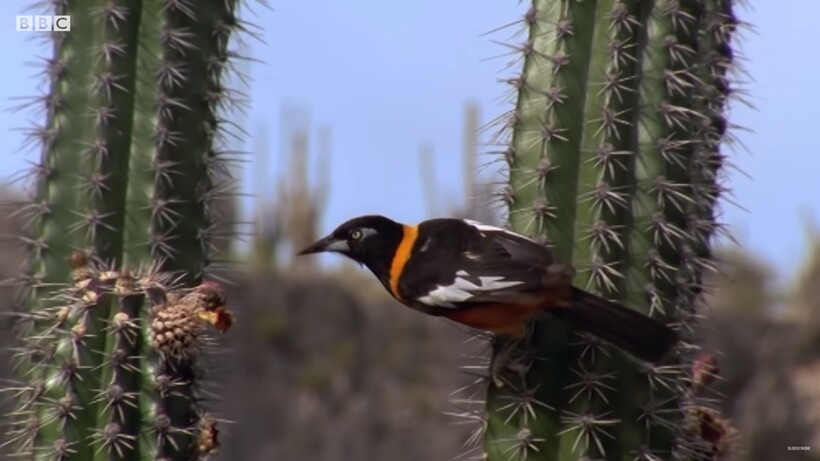 Видео: Какие животные обитают на островах ABC в Карибском море