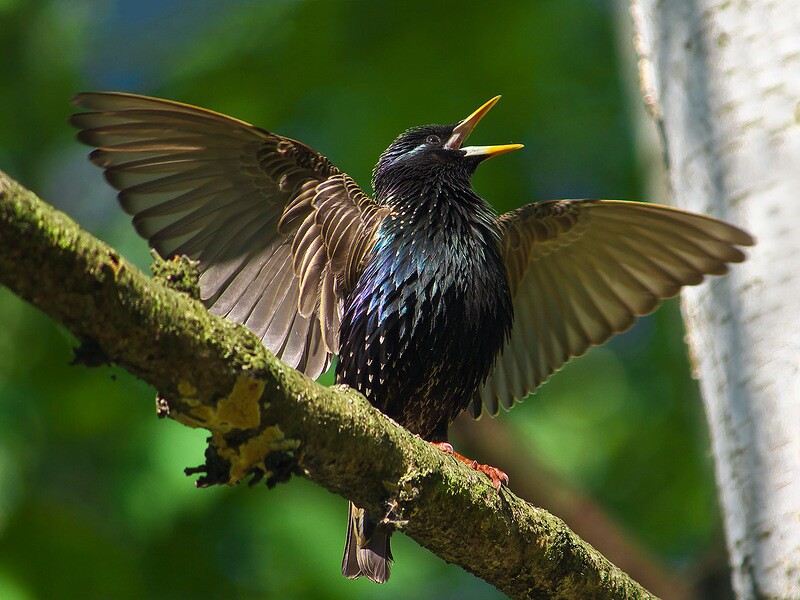 Скворец - перелетная птица, фото, ареал обитания, виды, еда