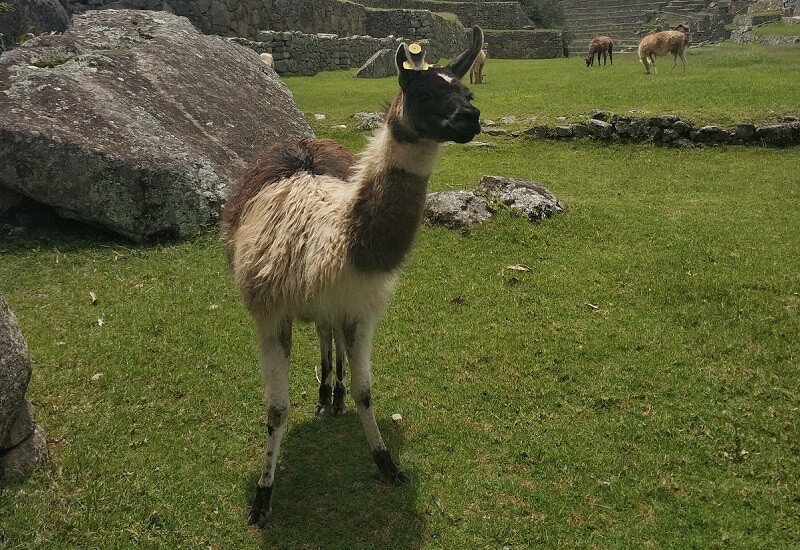 Лама на Мачу-Пикчу