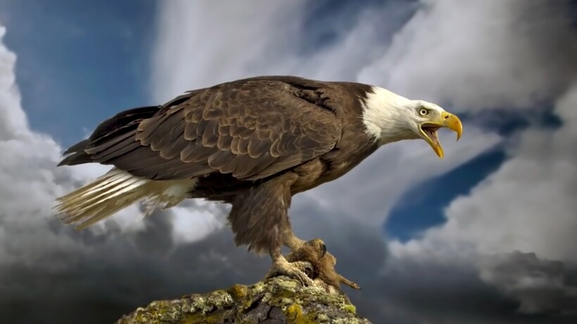 Видео: Что делает орел, когда в 35 приходит старость