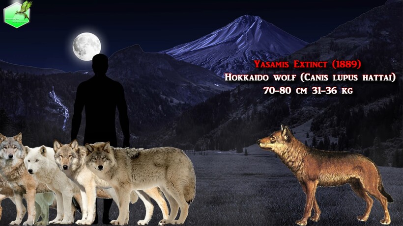Волков сколько часов. Сравнение размеров Волков. Вымерший волк. Японский волк вымершие животные.