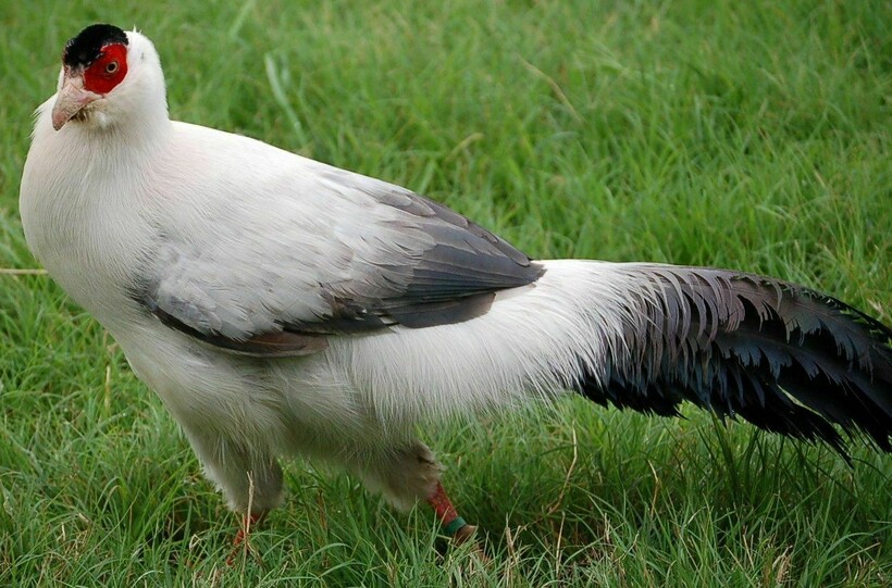 Белый фазан 