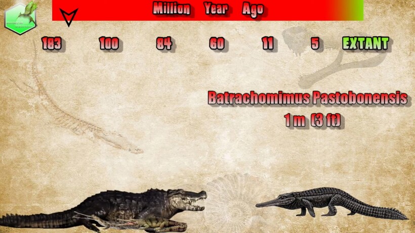Видео: Сравнение размеров крокодилов и аллигаторов, живых и вымерших