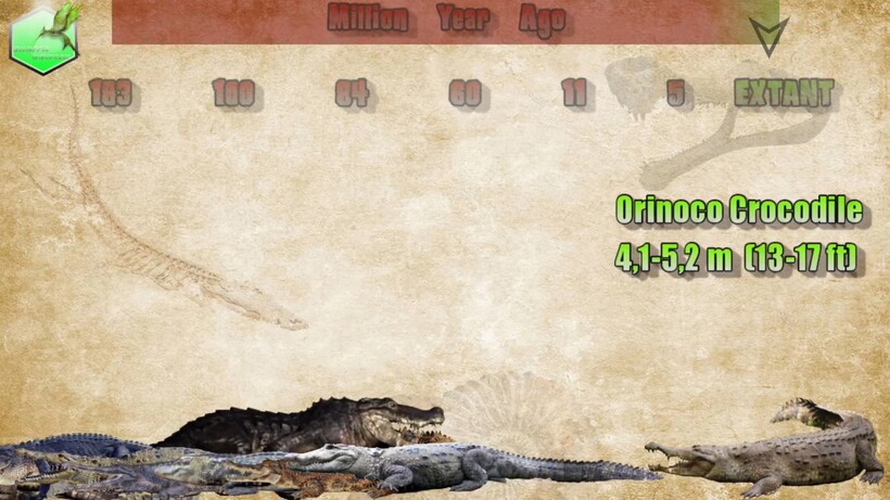 Видео: Сравнение размеров крокодилов и аллигаторов, живых и вымерших