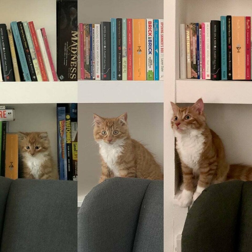 До и после: 17 человек сравнили фото своих котов сегодня и в детстве