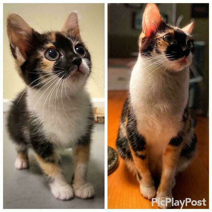 До и после: 17 человек сравнили фото своих котов сегодня и в детстве