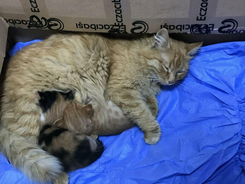 Заботливая мама со своими детенышами