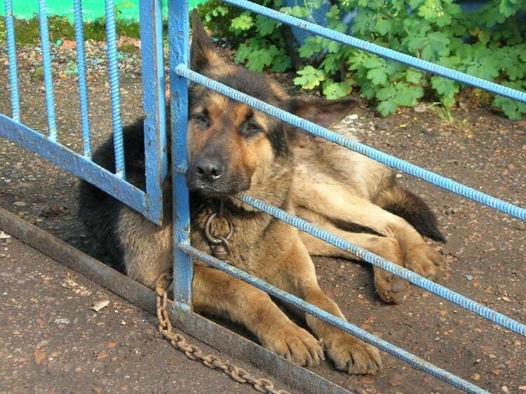 Собственнические чувства свойственны и людям Собственнические чувства свойственны и людям