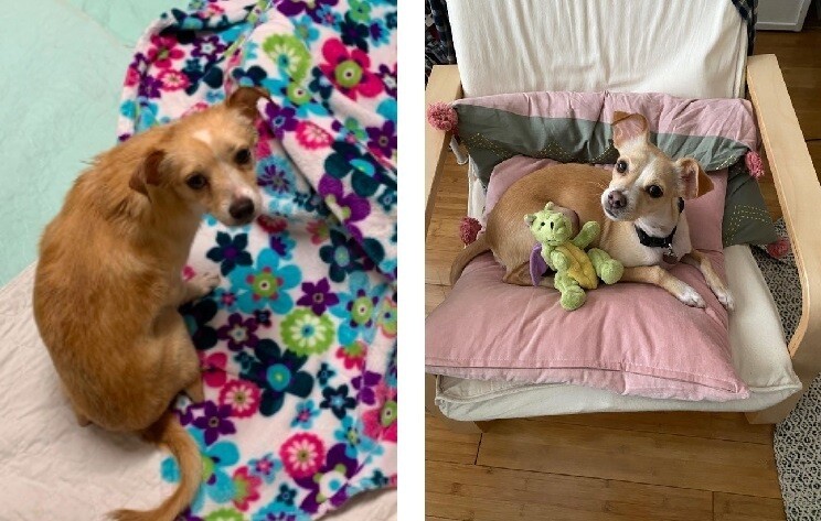 До и после: 17 трогательных фото усыновленных животных, которые обрели дом