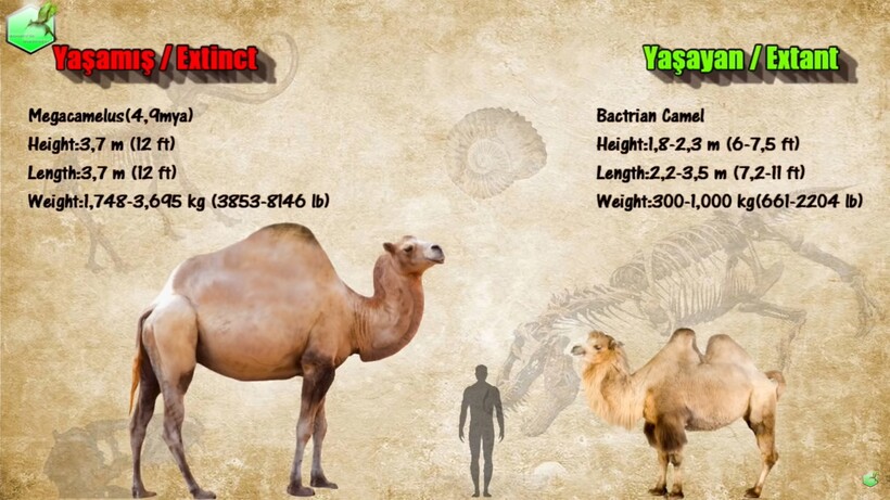 Дальней родственник человека. Сравнение размеров животных. Сравнительные Размеры быка и лошади.