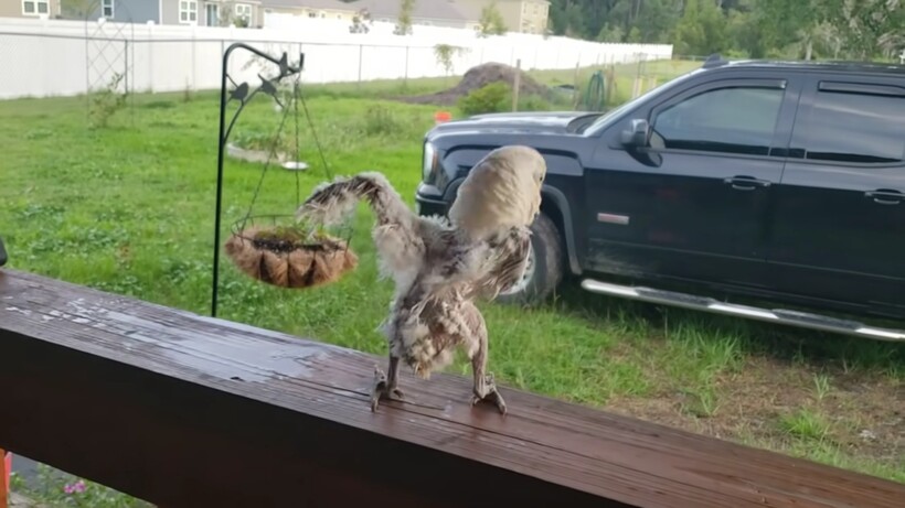 Видео: Попугай потерял все свои перья, но не унывает и здорово танцует под музыку