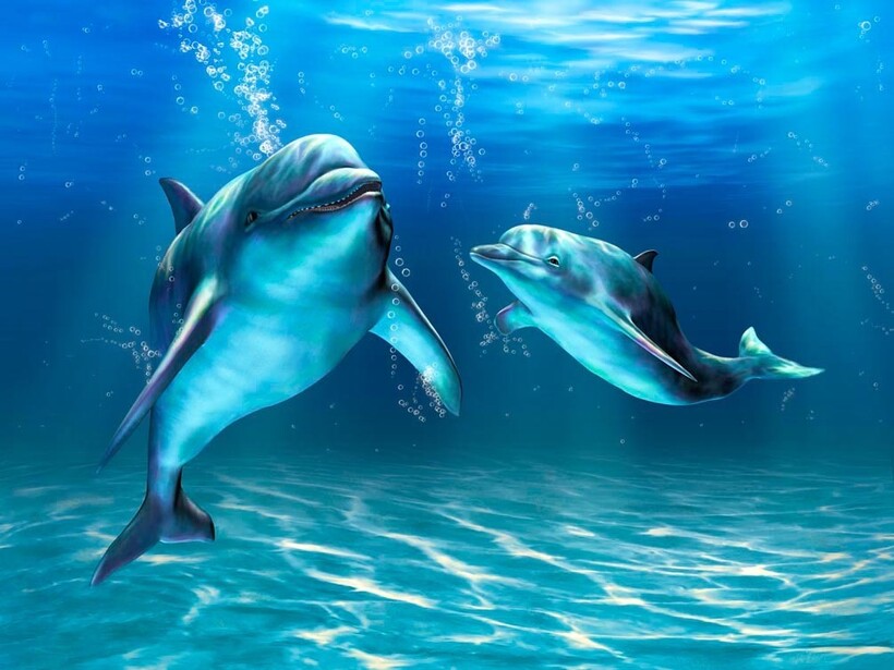 Дикие дельфины являются опасными хищниками