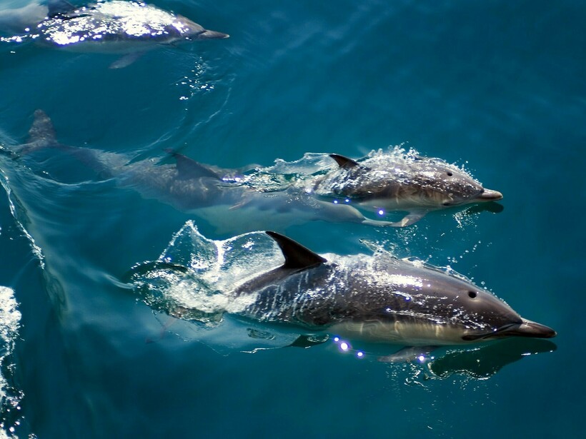 Во время охоты дельфины опаснее всего