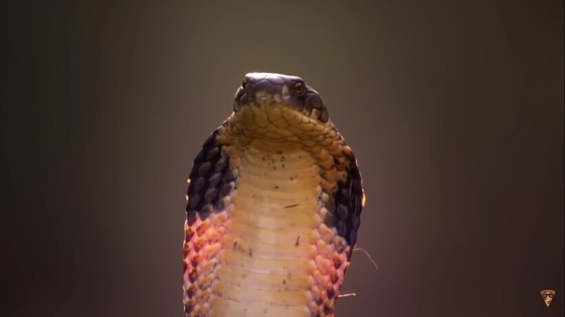 Видео: Почему королевская кобра столь сильно недолюбливает других змей