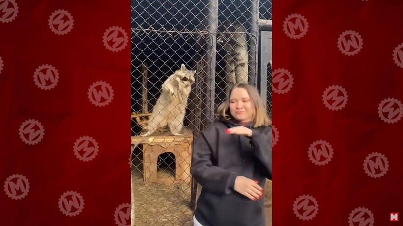 Блог - Видео: 26 вещей, которые точно не ожидаешь увидеть, выходя из дома Видео: 26 вещей, которые точно не ожидаешь увидеть, выходя из дома