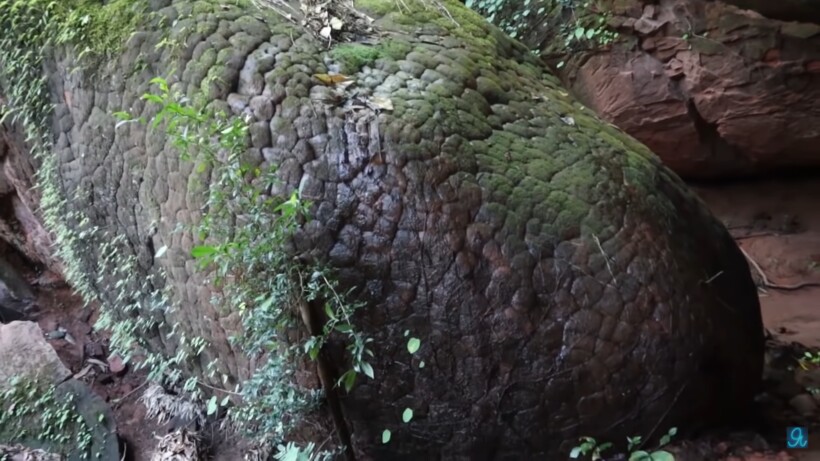 Видео: В лесу нашли камень, похожий на настоящую гигантскую змею
