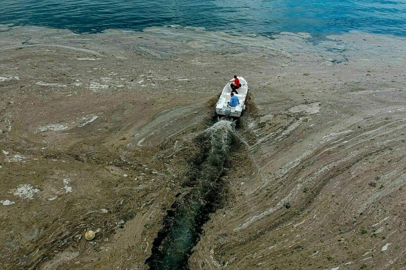 Экологическая катастрофа в черном море фото Откуда взялась "морская слизь" у берегов Турции, и может ли море превратиться в 
