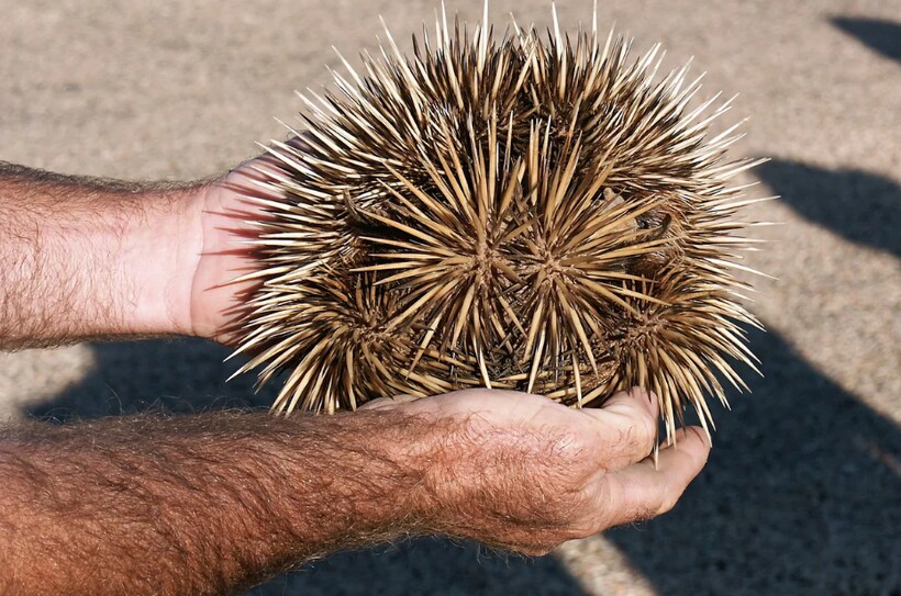 Блог - Видео: Кто появился раньше — ехидна или яйцо Видео: Кто появился раньше — ехидна или яйцо