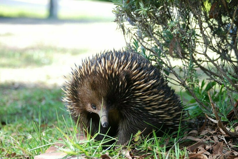 Блог - Видео: Кто появился раньше — ехидна или яйцо Видео: Кто появился раньше — ехидна или яйцо