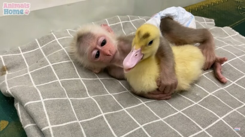 Видео: Детеныш обезьянки очень старался уложить спать утенка, и у него получилось