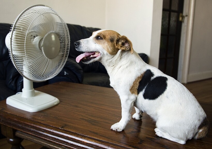 В тазиках и прудиках: 11 забавных животных, которые спасаются от жары как могут