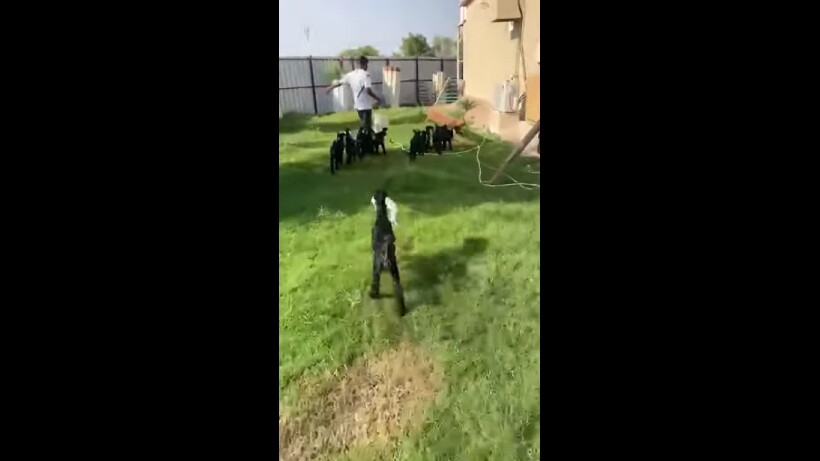 Блог - Видео: В Австралии придумали как одновременно напоить 20 козлят за несколько минут Видео: В Австралии придумали как одновременно напоить 20 козлят за несколько минут