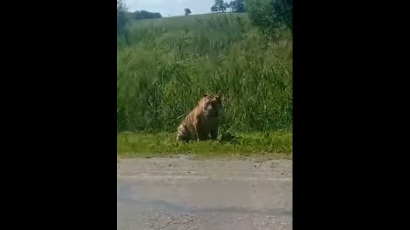 тигр вышел к людям