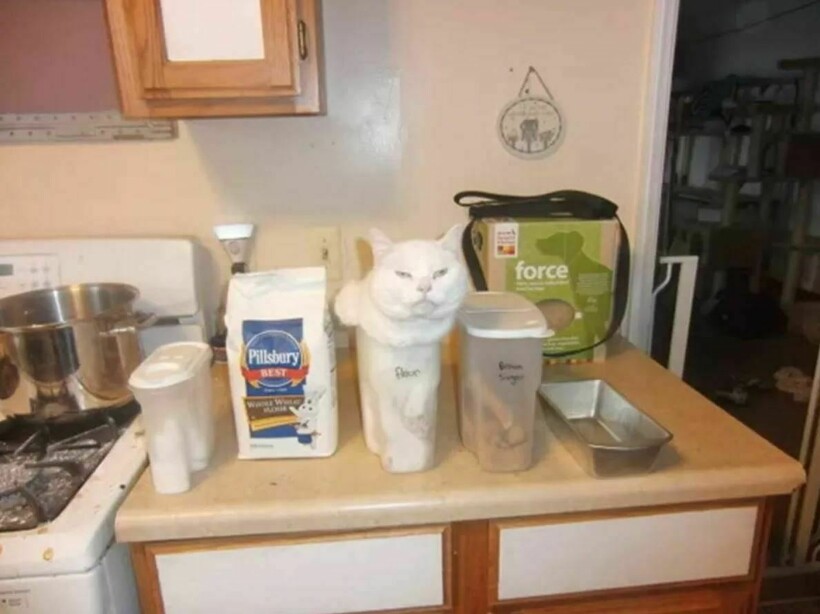 Блог - 10 котов, которые упорно игнорируют законы логики 10 котов, которые упорно игнорируют законы логики