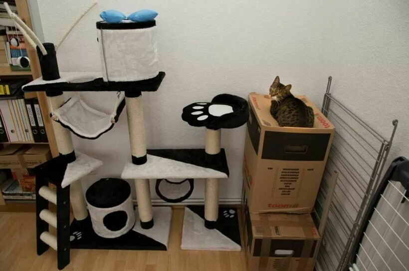 Блог - 10 котов, которые упорно игнорируют законы логики 10 котов, которые упорно игнорируют законы логики