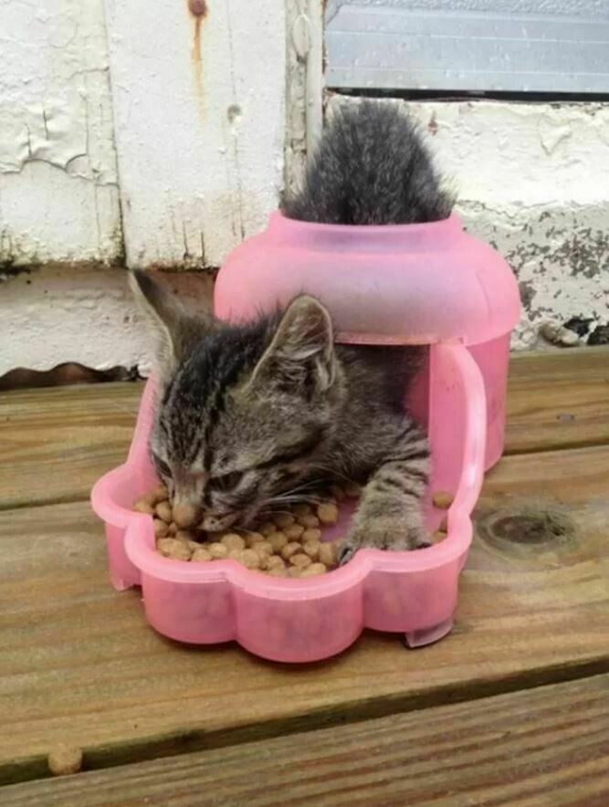 Блог - 10 котов, которые упорно игнорируют законы логики 10 котов, которые упорно игнорируют законы логики