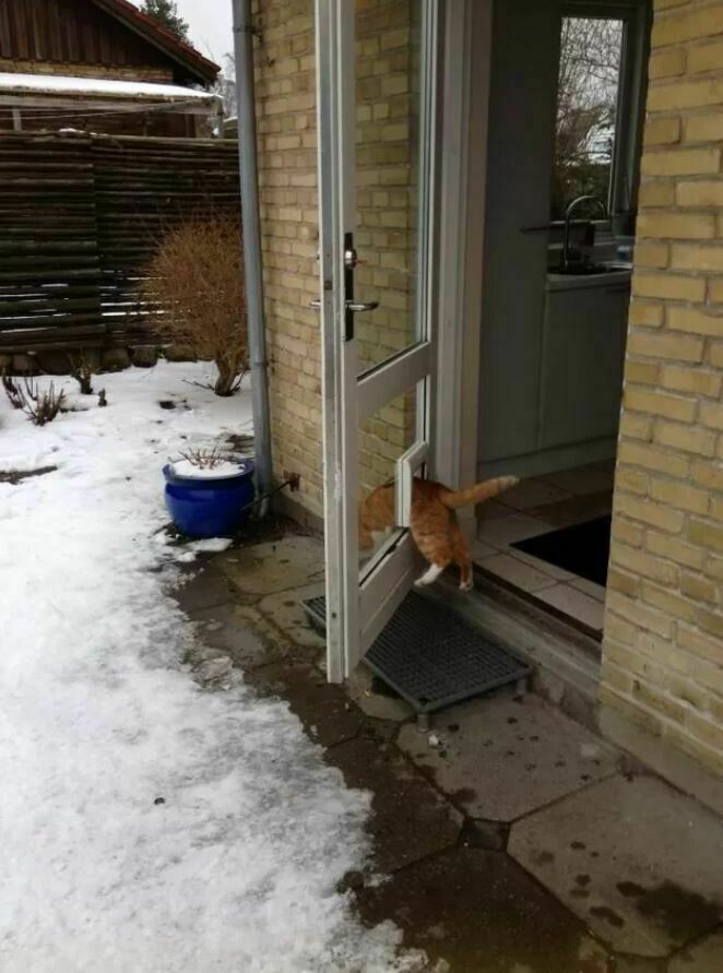 Блог - 10 котов, которые упорно игнорируют законы логики 10 котов, которые упорно игнорируют законы логики