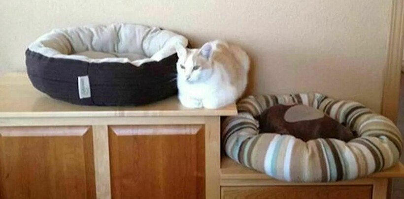 Блог - 10 котов, которые упорно игнорируют законы логики 10 котов, которые упорно игнорируют законы логики